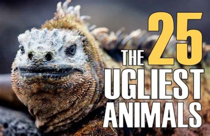 Entitled the ugliest animal in the world, blobfish has no skeleton and