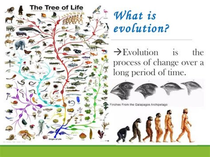 Evolution, Gscone