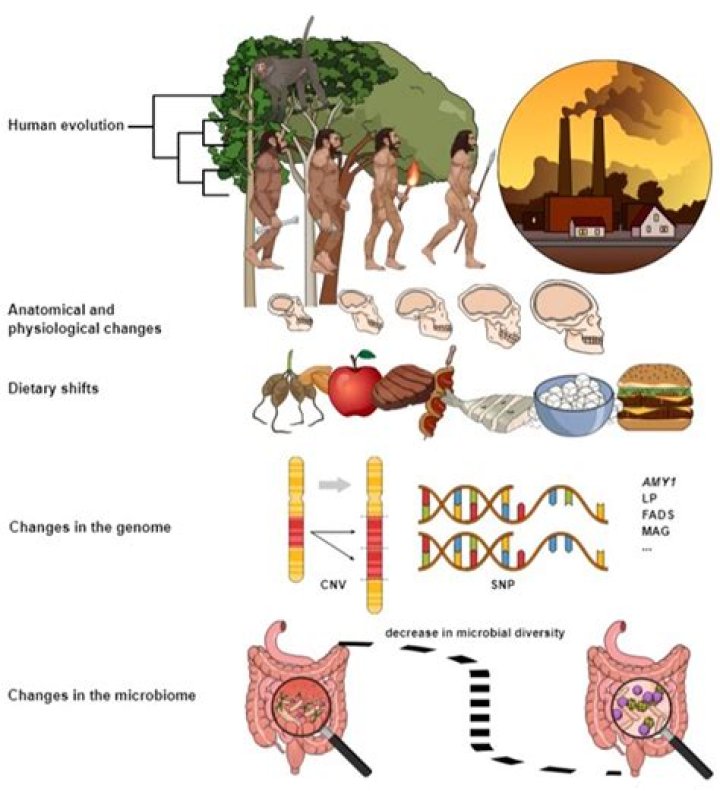 Evolutionary Adaptations, Fashytrend