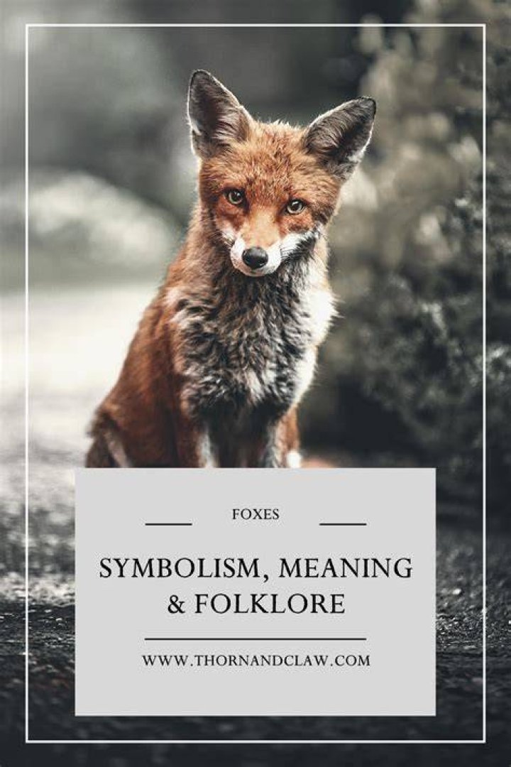 Exploring The Enigmatic Beauty Of The Fox Nose