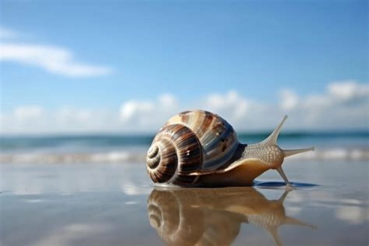 Exploring The Fascinating World Of Snail Shells
