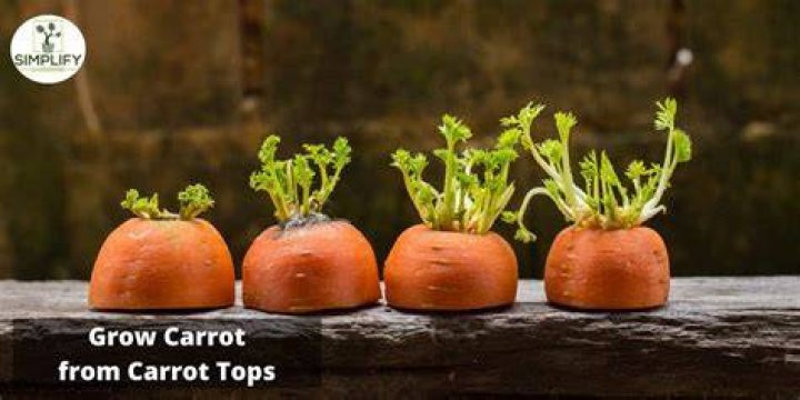 Exploring The Intriguing Dynamics Of Carrot Top Relationship