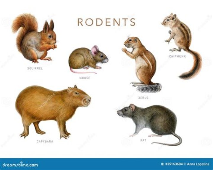 Exploring The World Of Some Rodent Pets Crossword