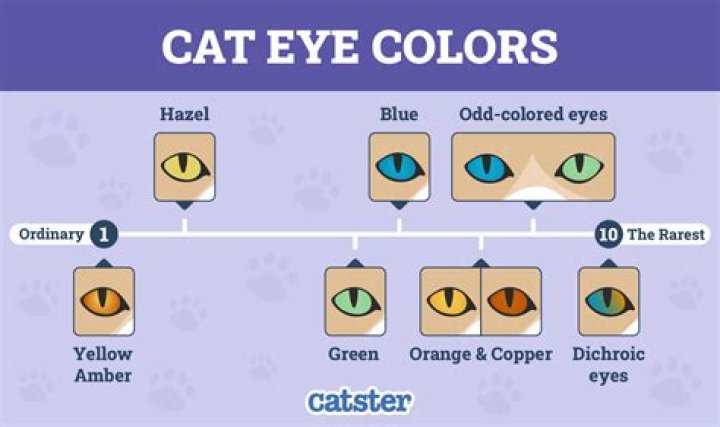 Eye Color, Homeharmonyhaven