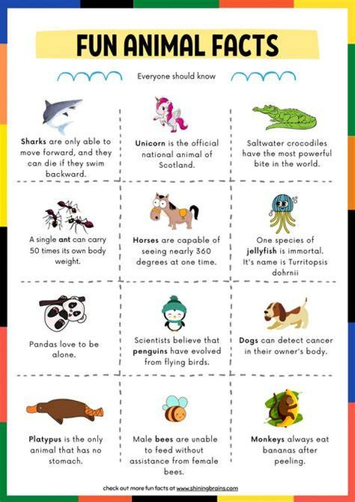 Facts About Pet On A Blanket Revealed