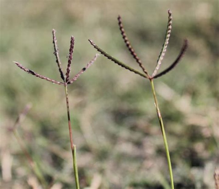 figure 3.png