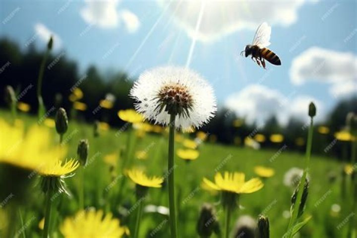 FileHoney bee on a dandelion, Sandy, Bedfordshire (7002893894).jpg