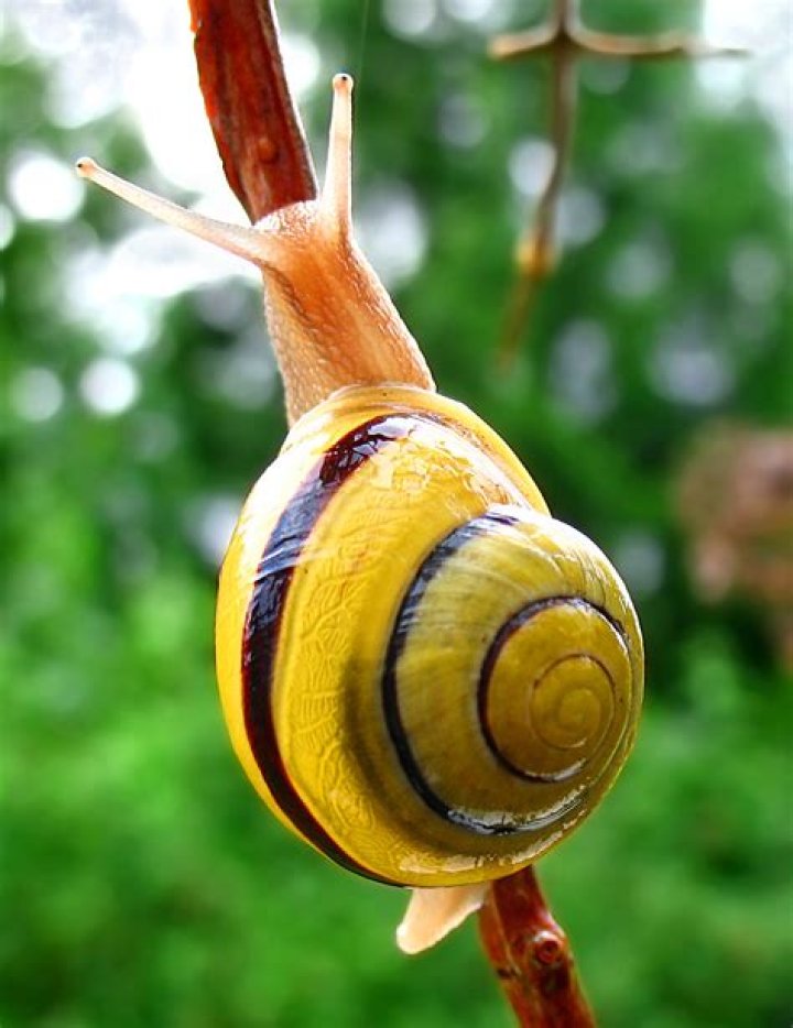 FileSnailWA edit02.jpg Wikipedia