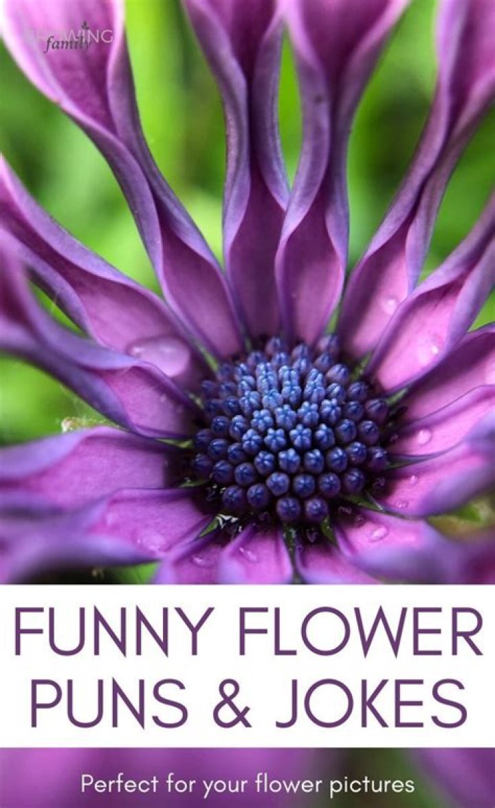 Flower puns and flower jokes to make you smile Growing Family in 2021