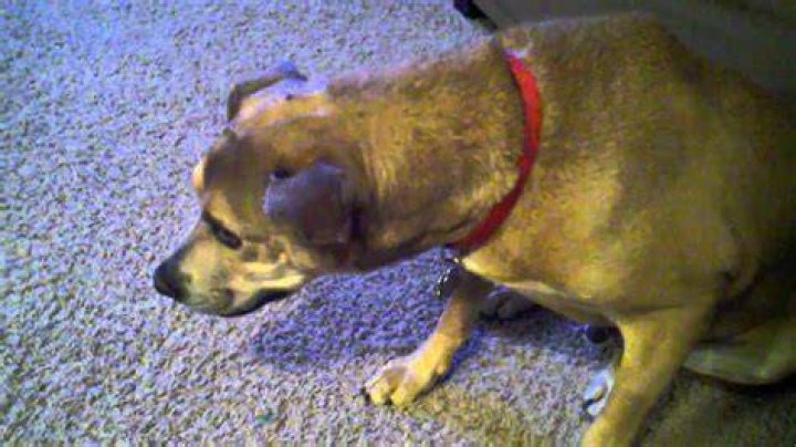 Focal seizure in dog YouTube