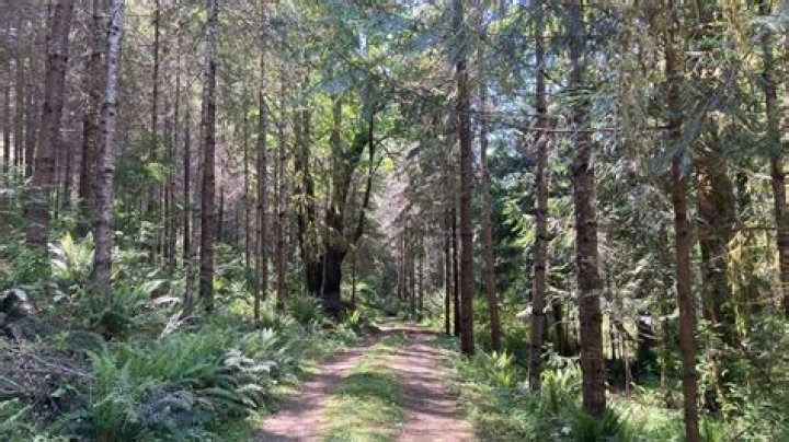 Forested Trails, Gsctwo