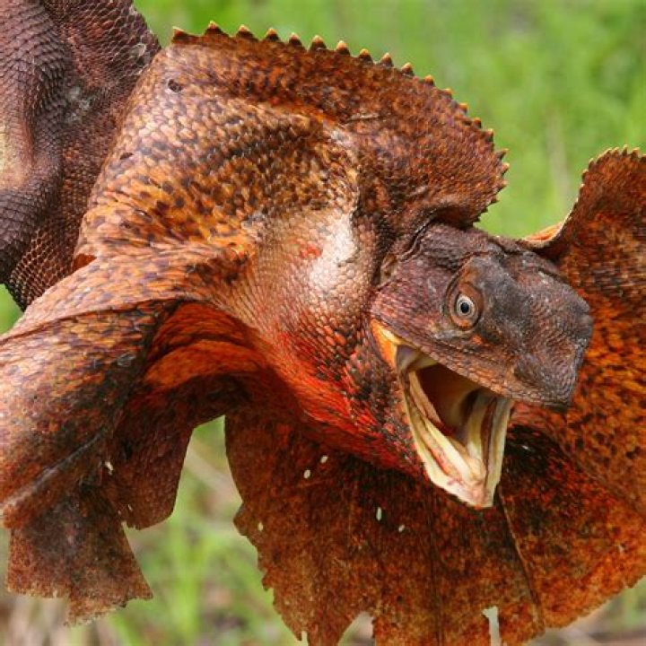 Frilled Lizard (Chlamydosaurus Kingii) about animals