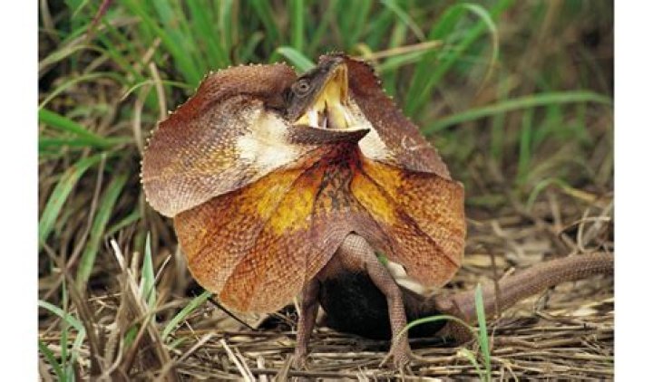 Frilled Lizard Facts and Pictures