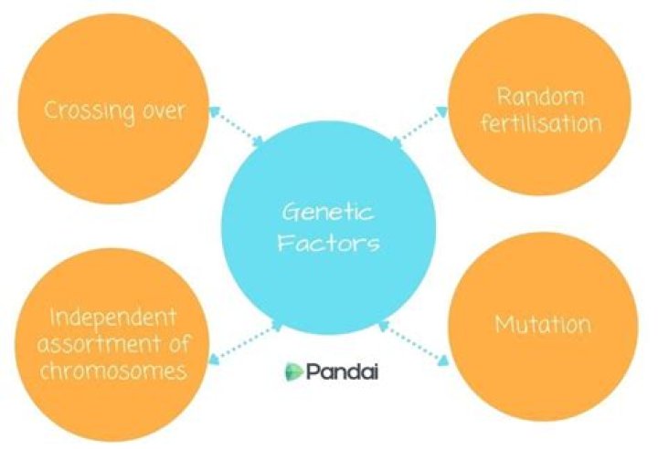 Genetic Factors, Gscthree