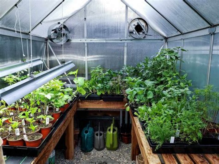 greenhouse 