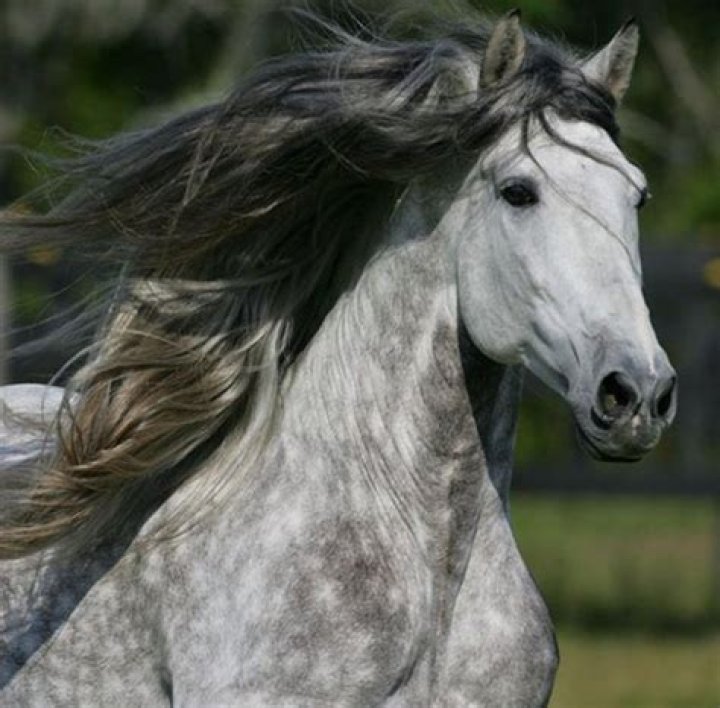 Grey HOrses