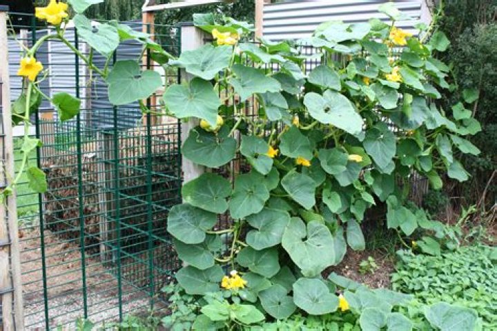 Growing Conditions, Gscthree