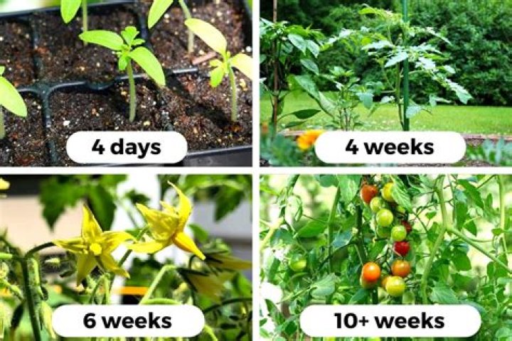 Growth, Sniprhub