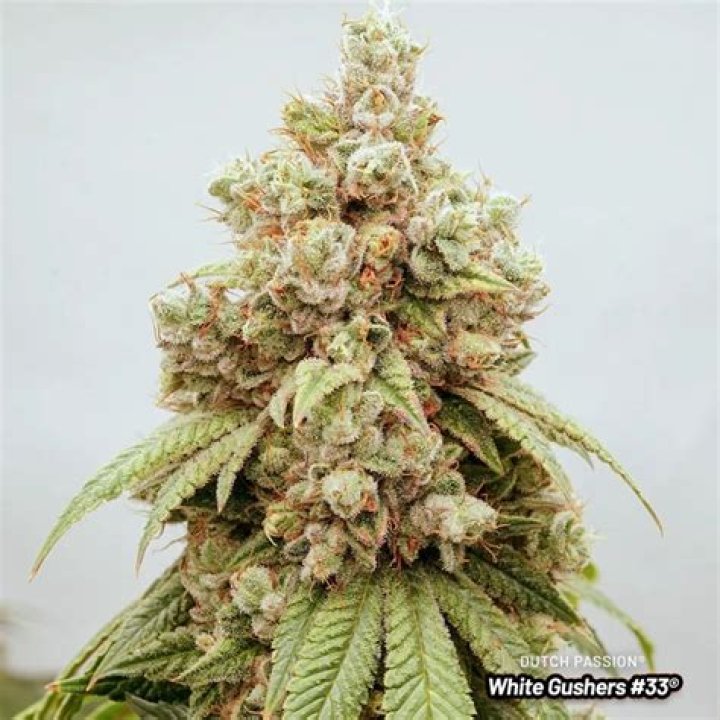 Gushers Aka White Gushers Marijuana Strain Information ... - Sherbert Weed Strain