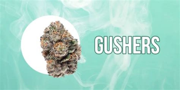 Gushers Cannabis Strain - Indica Dominant - Potvalet - Clementine Weed Strain