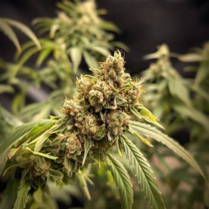 Gushers Strain Review - Kushfly - Grape Ape Weed Strain