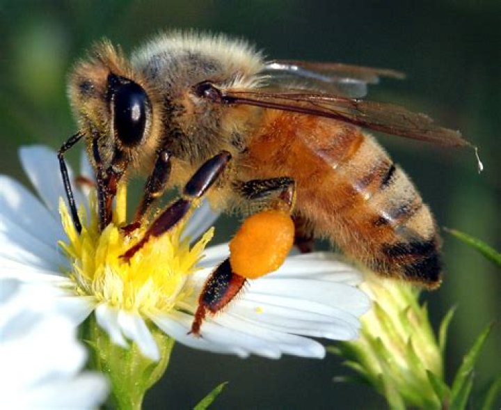Honeybee Definition and Examples Biology Online Dictionary