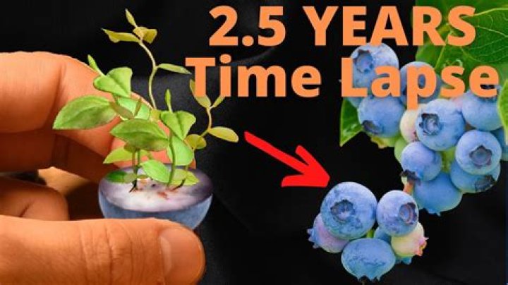 How Blueberries' Vibrant Inside Will Make You Berry Excited!