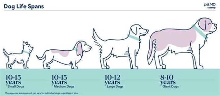 How Long Do Dogs Live The Average Lifespan of Popular Dog Breeds / Now