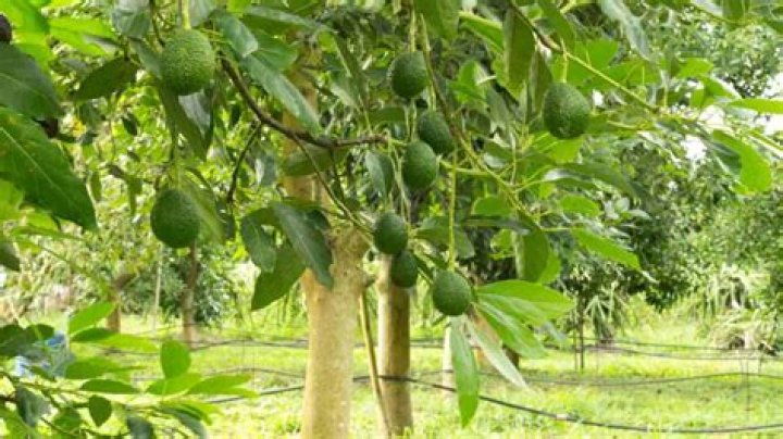 How many avocado trees per acre and yields Oakdel
