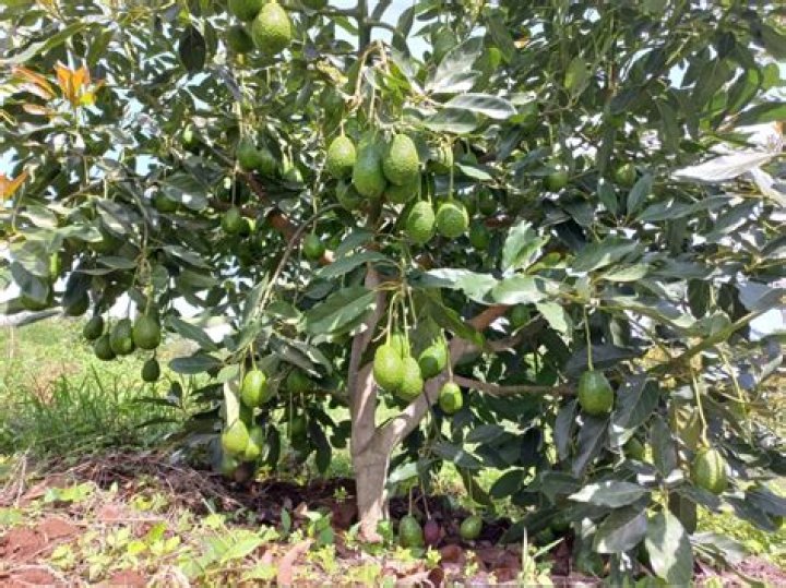 How many Hass avocado trees per acre in Kenya? Spacing and yield
