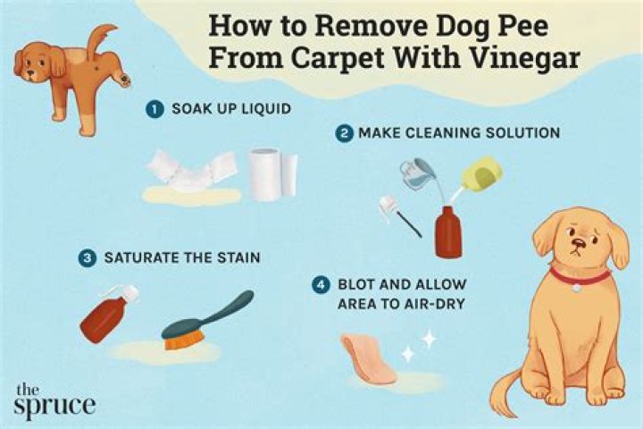 How To Get Pet Pee Smell Out Of Blankets