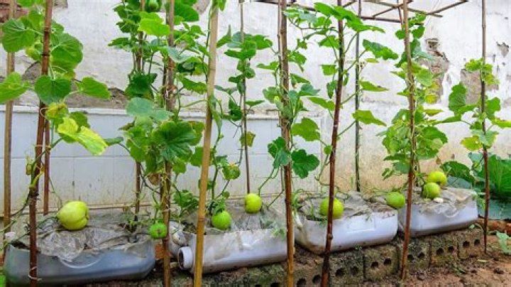 How to grow honeydew melon