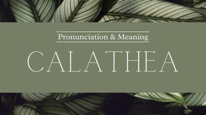 How to pronounce calathea
