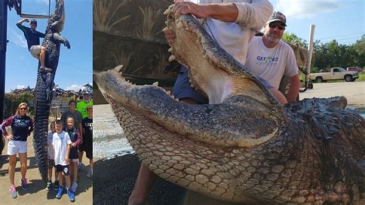 Hunter Catches Massive Gator in Popular Wildlife Management Area What