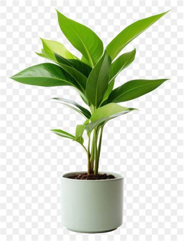 Image of a green plant with the APHA logo and the words, "Plant Passports".