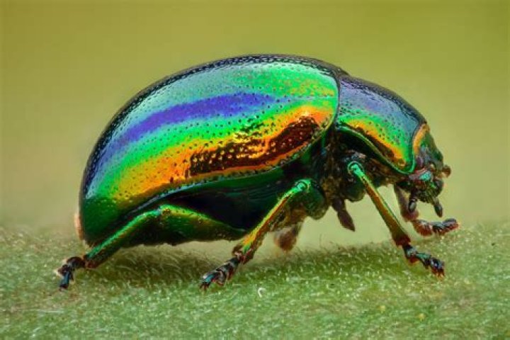 Image of a tansy beetle on yellow plants and purple invasive Himalayan balsam