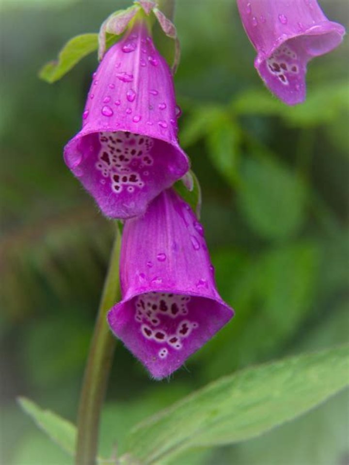 Image of purple foxglove