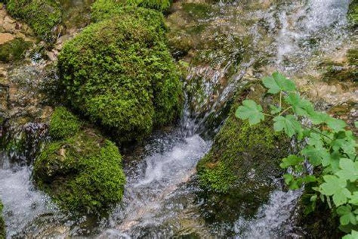 image of water moss