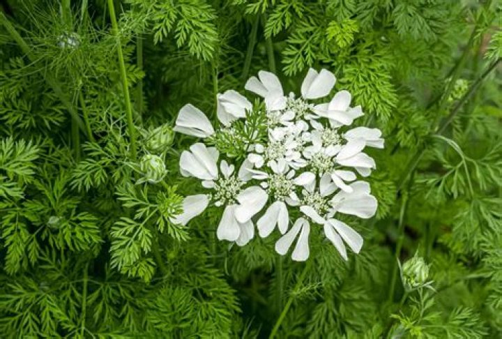 Image of white lace flower