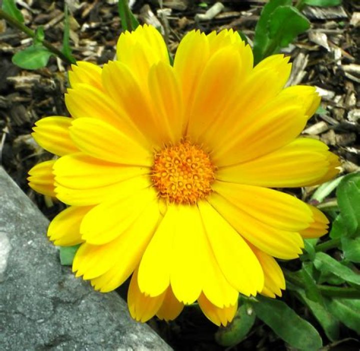 Image of yellow flowers