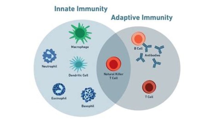 Immunity, Gscone