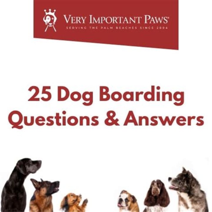 Important Pet Boarding Questions You Ask (Before Boarding Your Pet)