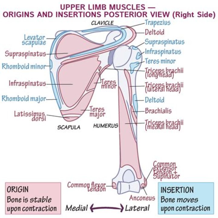 insertions
