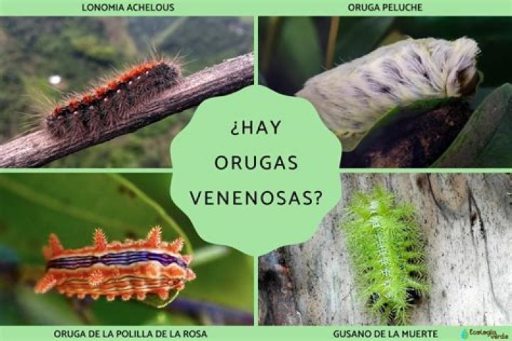 ¿Qué comen las orugas?