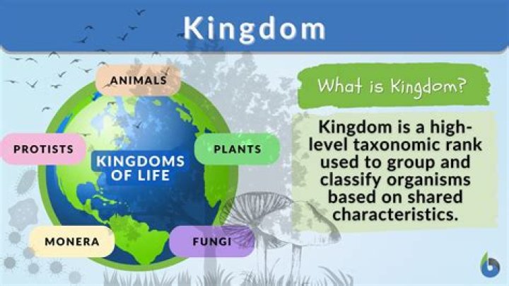 Jada Kingdom Bio Wiki, Age AllBioHub