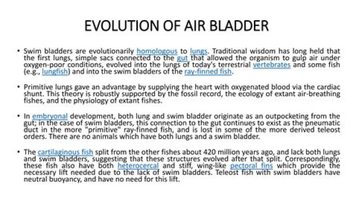 Lack Of Swim Bladder, Gsctwo