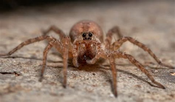 Large And Hairy, Gscthree