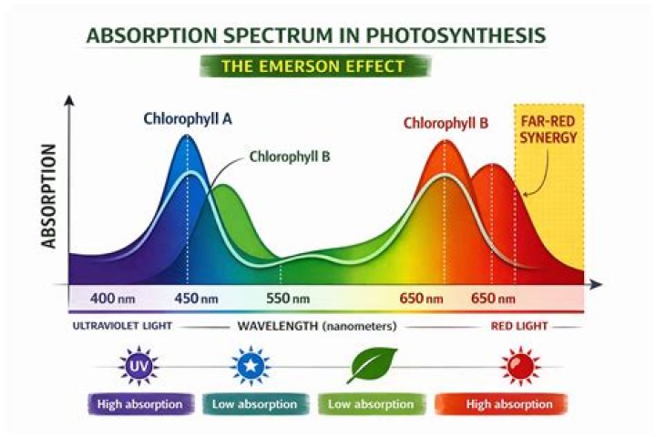 LEF Action Region Spectrum