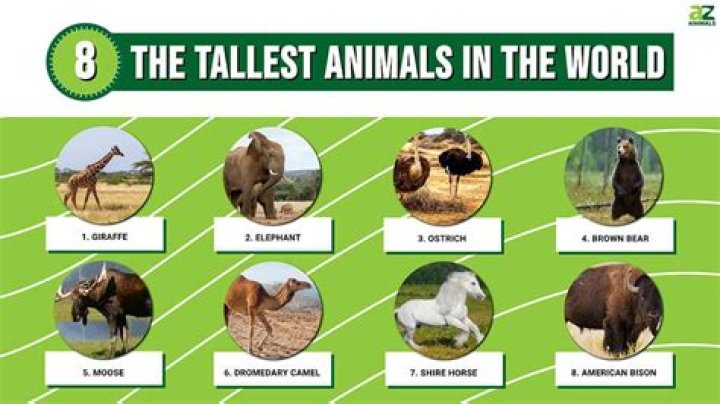 List 6 how tall is jenna ortega best today T&agrave;i Liệu Điện Tử