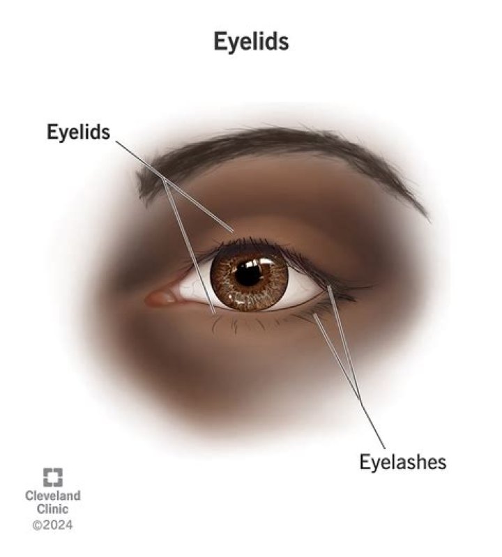 Look at the Lids for Collarette Detection Look at the Lids
